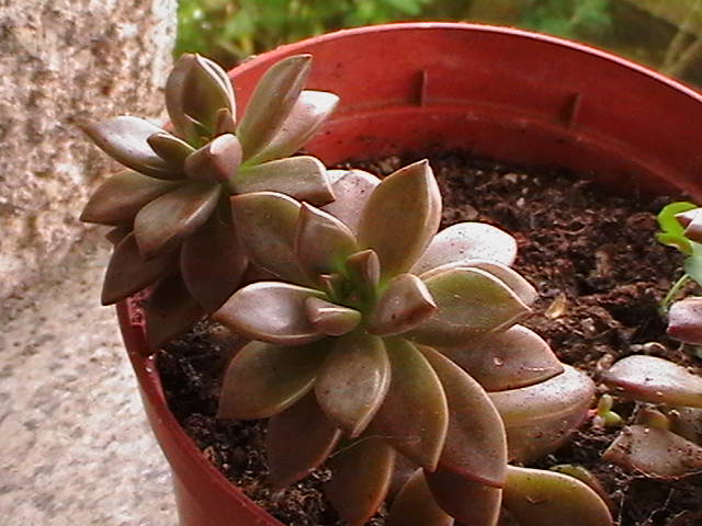 [Foto de planta, jardin, jardineria]