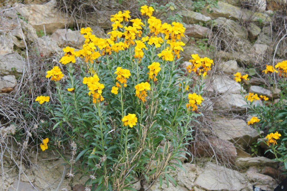 [Foto de planta, jardin, jardineria]