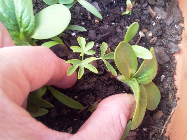 [Foto de planta, jardin, jardineria]