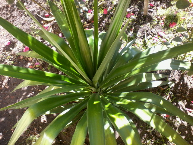 [Foto de planta, jardin, jardineria]