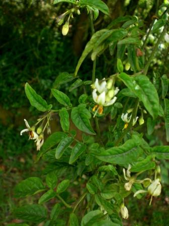 [Foto de planta, jardin, jardineria]