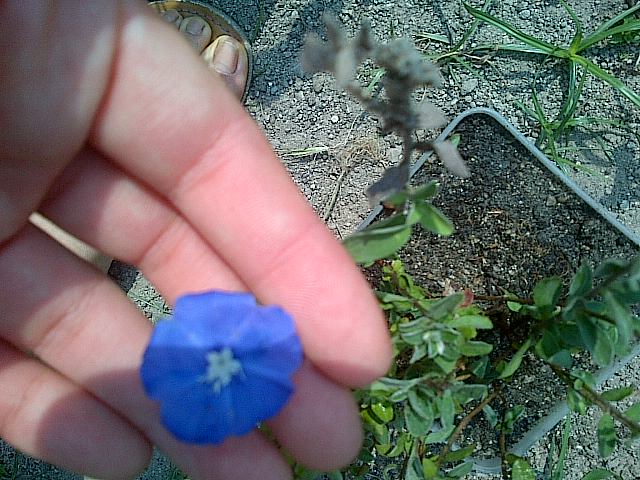 [Foto de planta, jardin, jardineria]