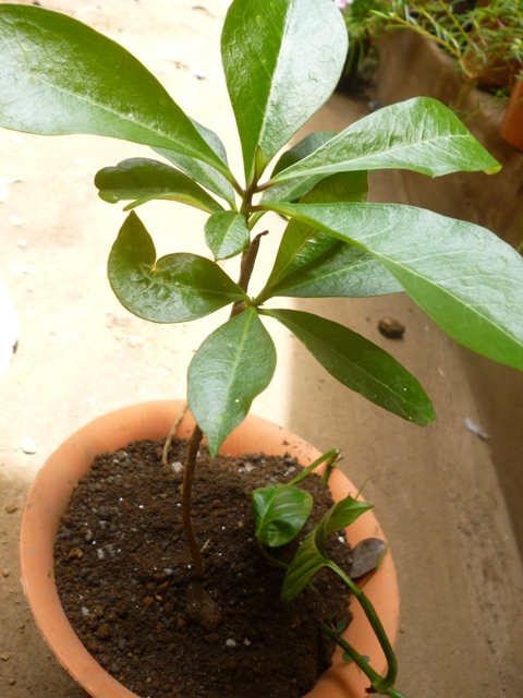 [Foto de planta, jardin, jardineria]