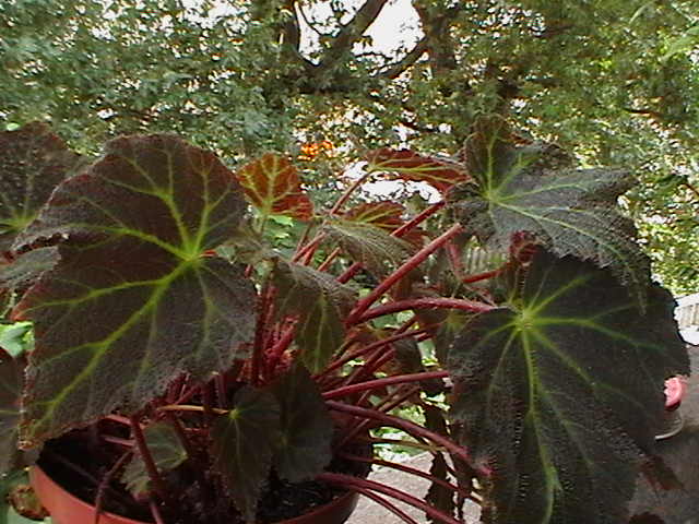 [Foto de planta, jardin, jardineria]