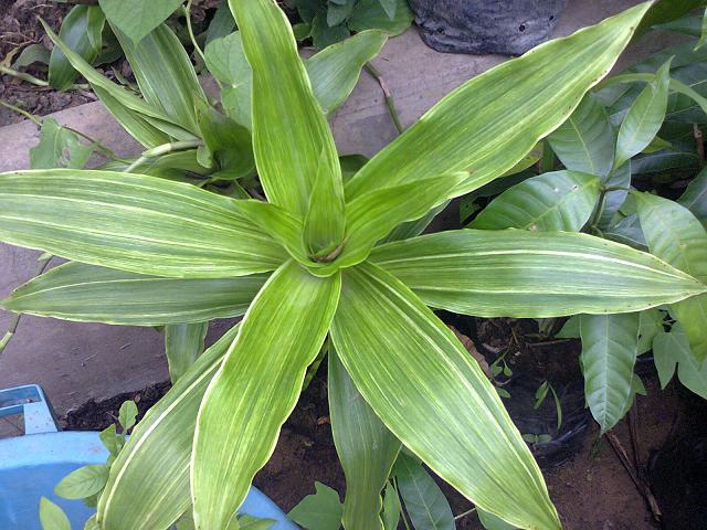 [Foto de planta, jardin, jardineria]