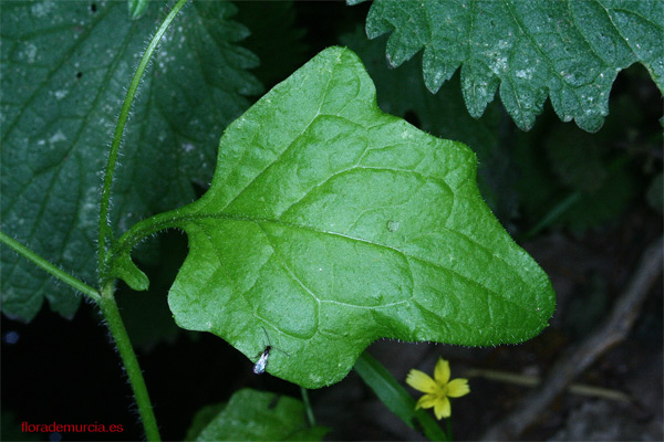 [Foto de planta, jardin, jardineria]