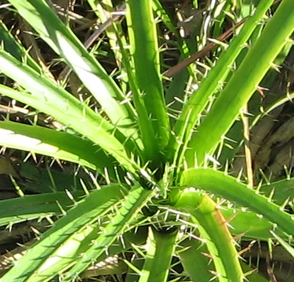 [Foto de planta, jardin, jardineria]