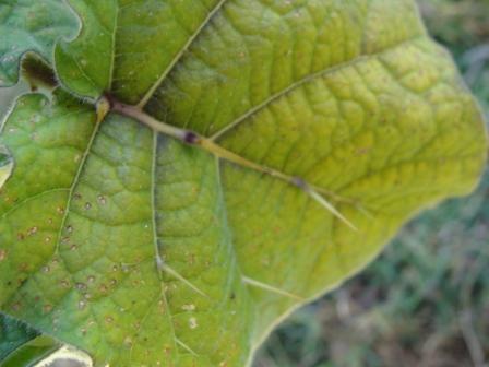 [Foto de planta, jardin, jardineria]