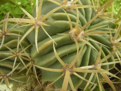 [Foto de planta, jardin, jardineria]