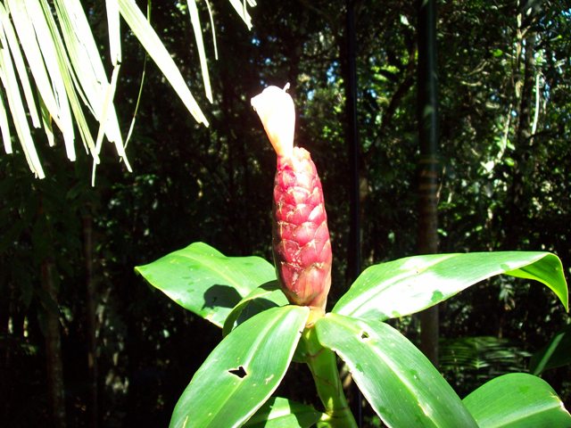 [Foto de planta, jardin, jardineria]