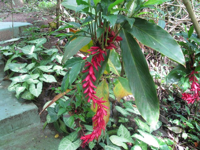 [Foto de planta, jardin, jardineria]