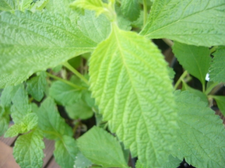 [Foto de planta, jardin, jardineria]