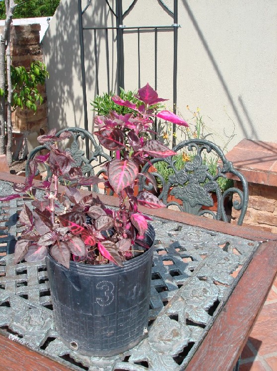 [Foto de planta, jardin, jardineria]