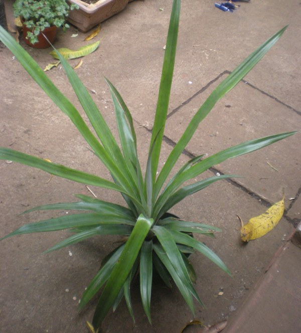 [Foto de planta, jardin, jardineria]