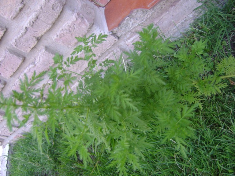 [Foto de planta, jardin, jardineria]