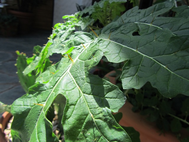 [Foto de planta, jardin, jardineria]