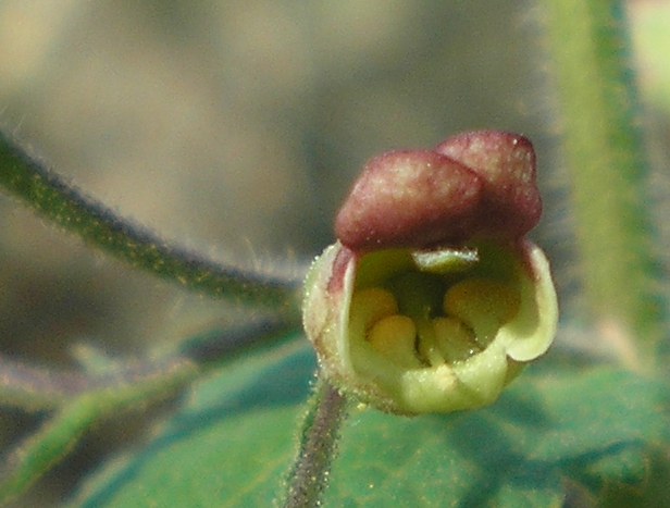 [Foto de planta, jardin, jardineria]