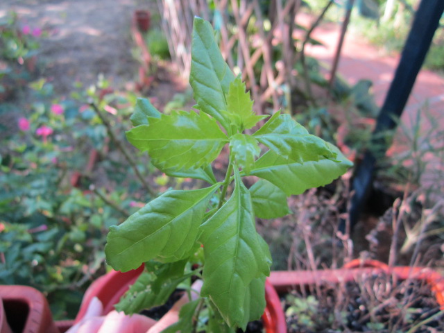 [Foto de planta, jardin, jardineria]