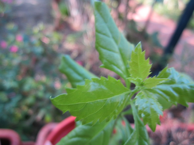 [Foto de planta, jardin, jardineria]