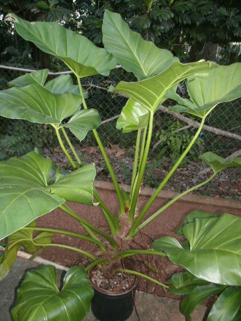 [Foto de planta, jardin, jardineria]