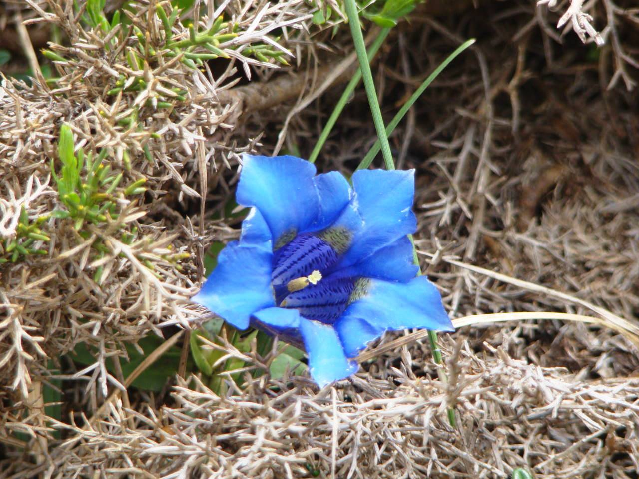 [Foto de planta, jardin, jardineria]