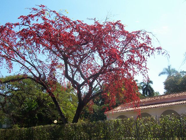 Plantas de Cuba