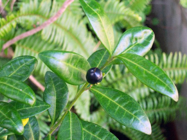 [Foto de planta, jardin, jardineria]