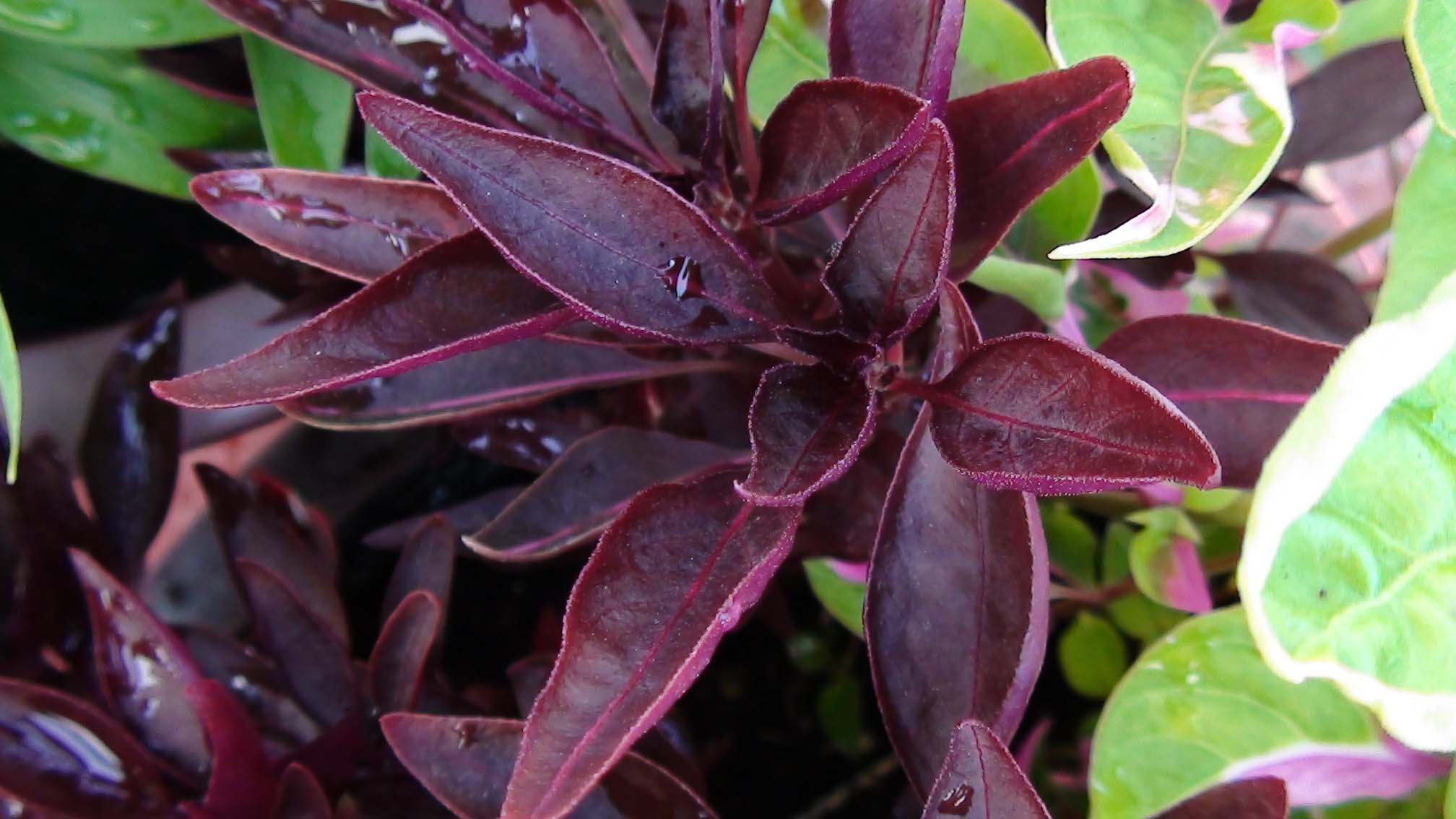 [Foto de planta, jardin, jardineria]