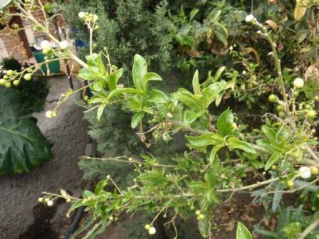 [Foto de planta, jardin, jardineria]