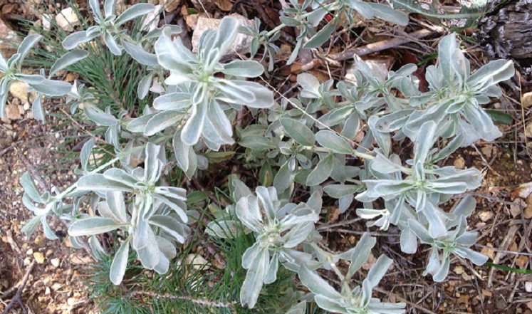 [Foto de planta, jardin, jardineria]