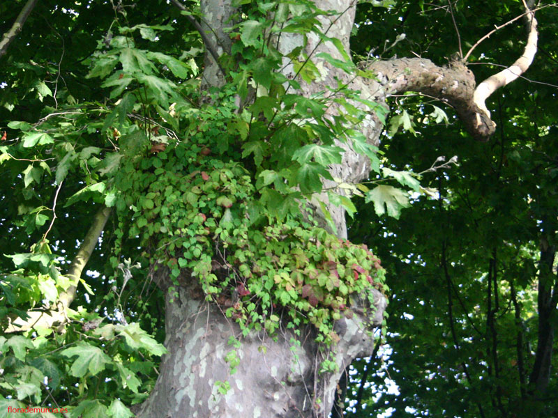 Plantas de Galicia