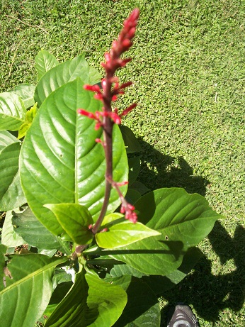 [Foto de planta, jardin, jardineria]