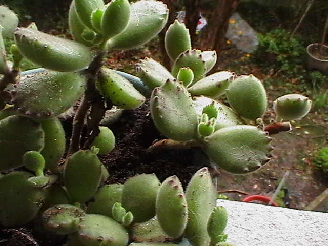 [Foto de planta, jardin, jardineria]