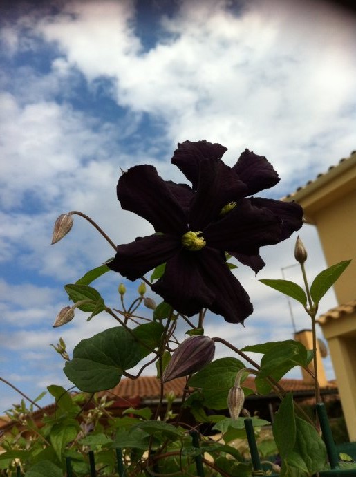 [Foto de planta, jardin, jardineria]