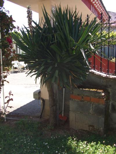 [Foto de planta, jardin, jardineria]