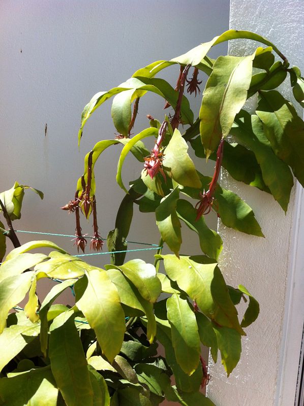 [Foto de planta, jardin, jardineria]