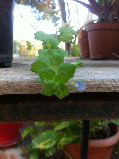 [Foto de planta, jardin, jardineria]