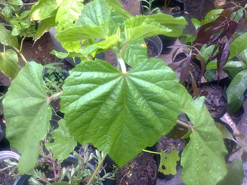 [Foto de planta, jardin, jardineria]