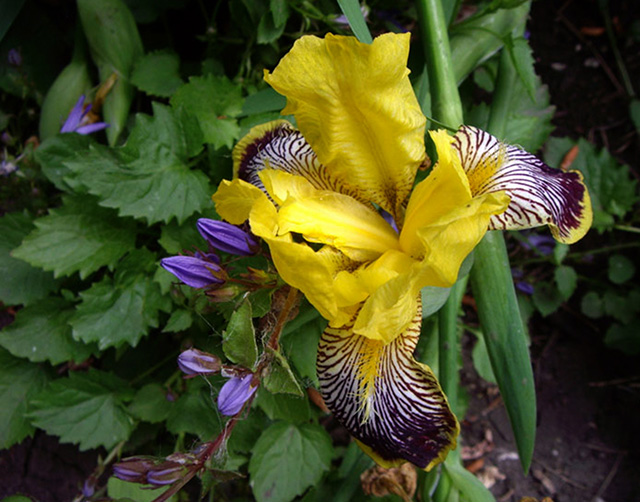 [Foto de planta, jardin, jardineria]