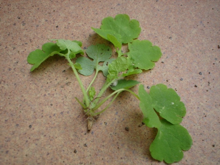 [Foto de planta, jardin, jardineria]