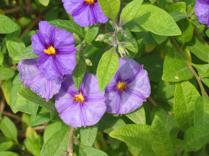 [Foto de planta, jardin, jardineria]