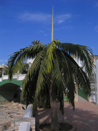 [Foto de planta, jardin, jardineria]