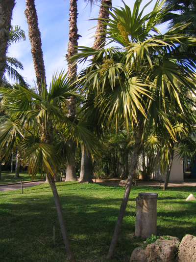 [Foto de planta, jardin, jardineria]