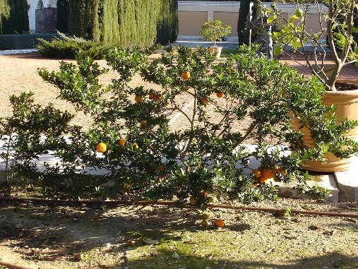 [Foto de planta, jardin, jardineria]