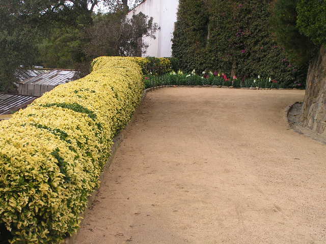 [Foto de planta, jardin, jardineria]