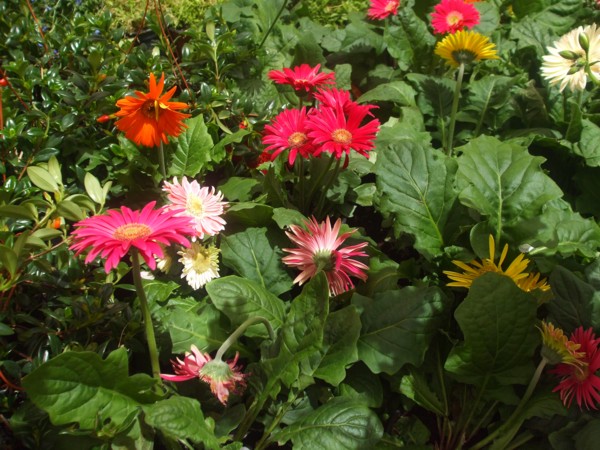 [Foto de planta, jardin, jardineria]