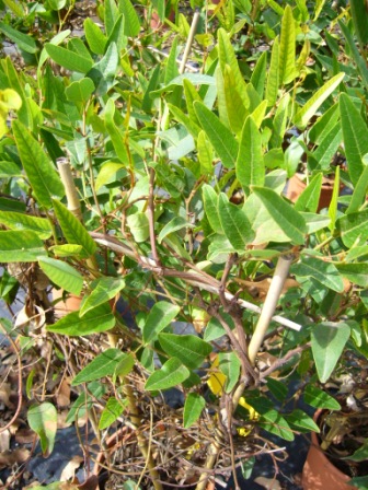 [Foto de planta, jardin, jardineria]