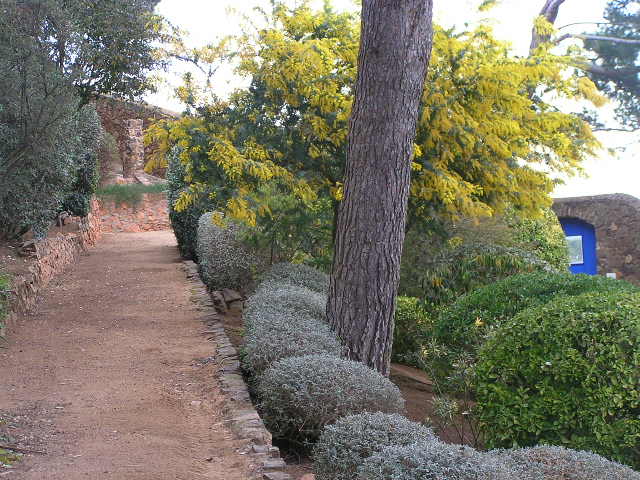 [Foto de planta, jardin, jardineria]