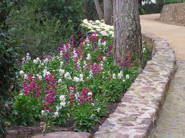 [Foto de planta, jardin, jardineria]