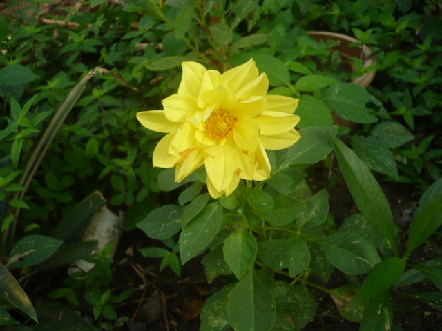 [Foto de planta, jardin, jardineria]